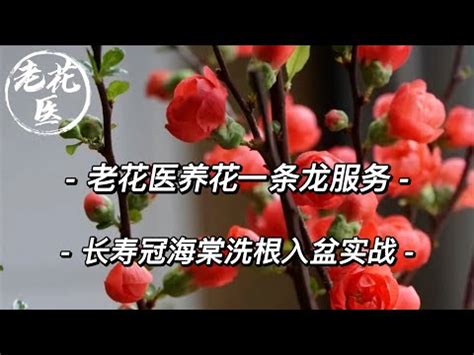 海棠花風水|【麗格海棠風水】麗格海棠的象徵與風水：居家擺放的幸運指南